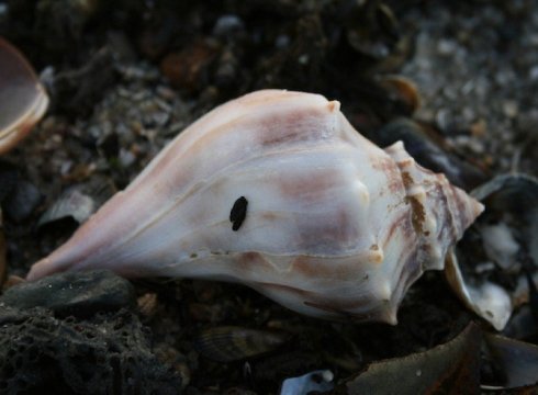 Beach Nature Program: The Great Egg-Case Hunt!